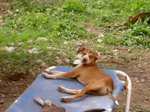 Brody (1)