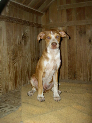 Brody (2)