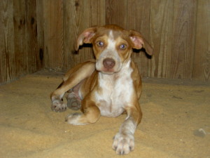 Brody (3)