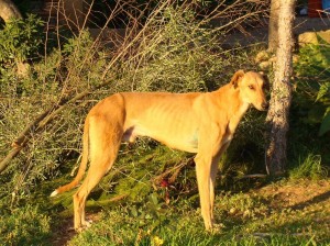 Canelo (1)