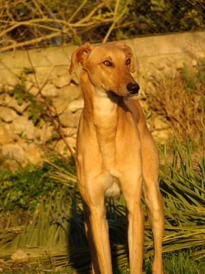 Canelo