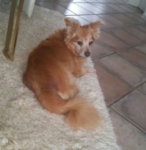 charly-2