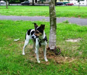 Curro 2