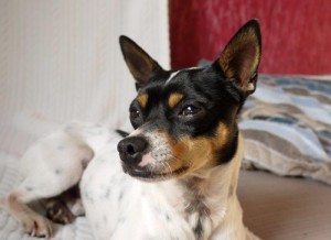 Einstellbilder Leo (2)