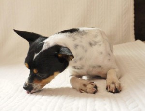 Einstellbilder Leo (8)