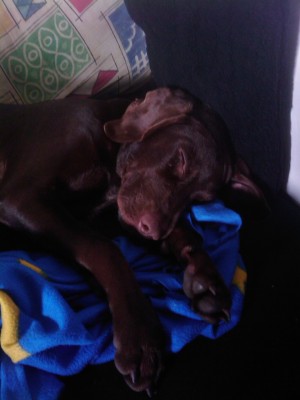 Elmo neu 23.10.2010 (1)