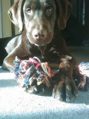 Elmo neu 23.10.2010 (4)