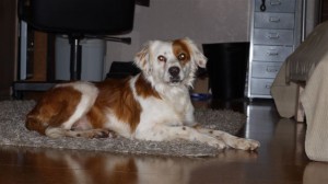 Flecky 21.01.2011 079