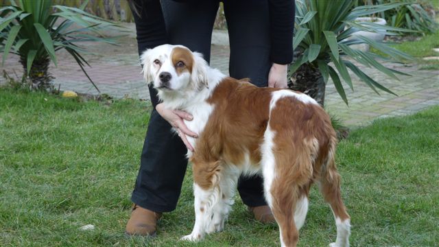 LuftbrueckefuerHunde e.V. » Blog Archiv » Flecky ist ein Glückspilz