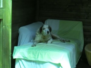 Helga Setter (5)