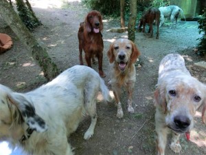 Helga Setter (7)