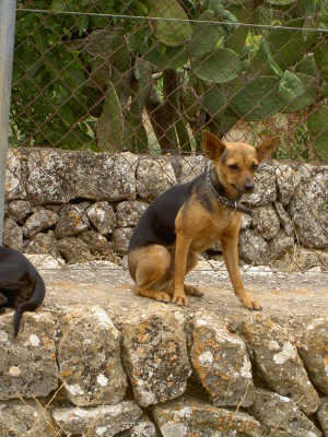 Imelda (1)