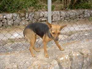 Imelda (4)