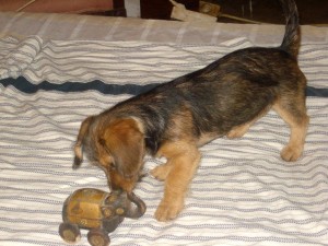 Jule (2)