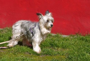 Kyra April 16 (5)
