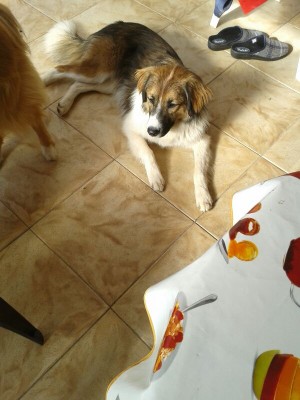 Libby 19.4.2014 (2)
