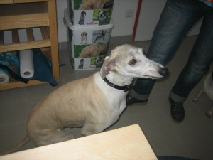 Luna 3 neu (11)