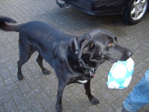 Macho 3.11.2012 (2)