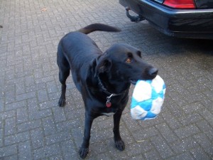 Macho 3.11.2012 (3)
