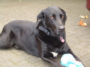 Macho 3.11.2012