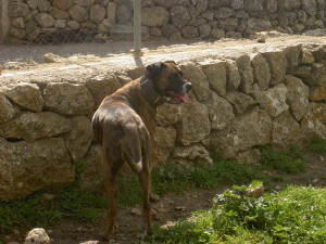 Mancha (3)
