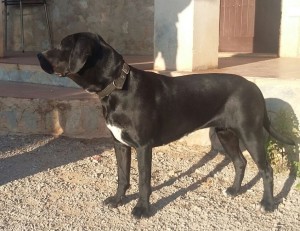 Mora (5)