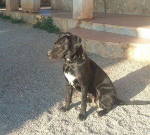 Mora (6)