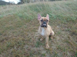 Pataki 2016-02-26 20.11.11 (2)