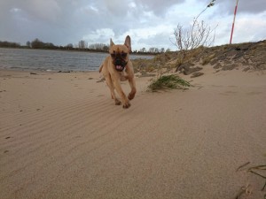 Pataki 2016-02-26 20.11.11 (3)