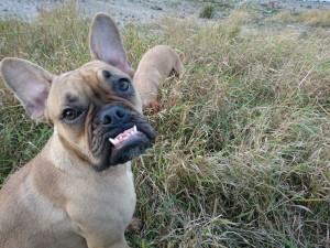 Pataki 2016-02-26 20.11.11 (4)