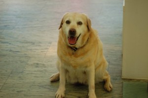 Penny  (2)