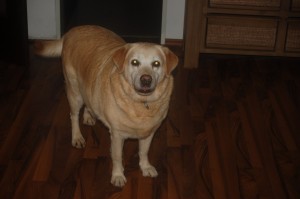 Penny