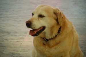 Penny  (8)