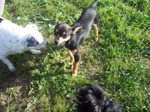 Pepi Januar 16 (10)