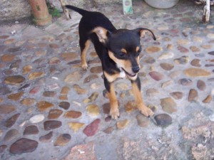 Pepi Januar 16 (2)