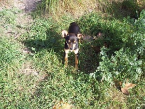 Pepi Januar 16 (9)