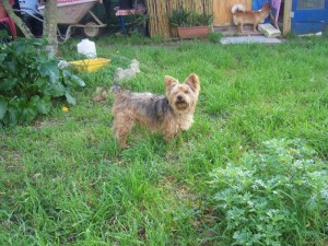 Pepino Januar 16 (14)