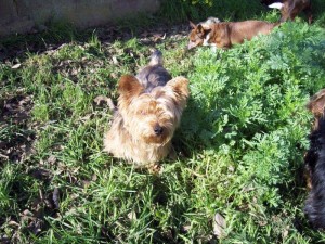 Pepino Januar 16 (9)