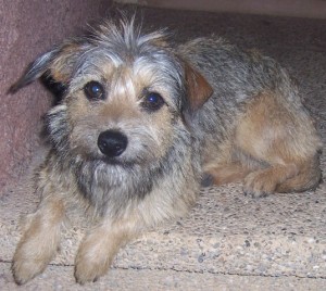 Pepita Portrait