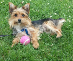 Perrito  Brott Aug,2014 (4)