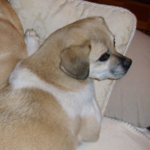 Pugi 2015