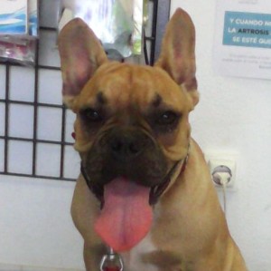 Pupi Kopf