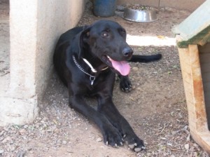 Saphira platz futter