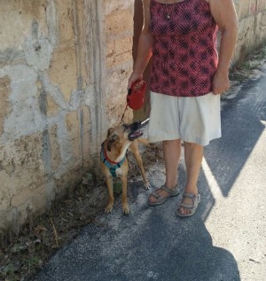 Tula (3)
