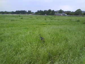 dsc00073.jpg