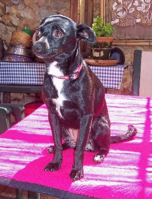 estrella_0508_2.jpg