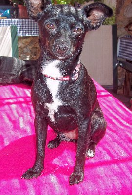 estrella_0508_3.jpg