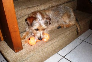pepita-12