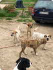 4 Welpen