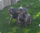 Lotta und Luna